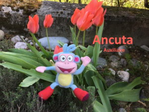 Ancuta, Auxiliaire