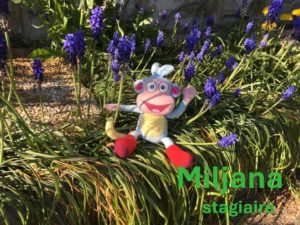 Miljana, Stagiaire